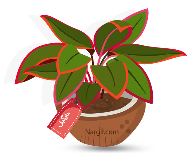Nargil_Aglaonema Maria